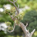 Come Salvare Bonsai Che Ingiallisce Foglie rimedio efficace e veloce
