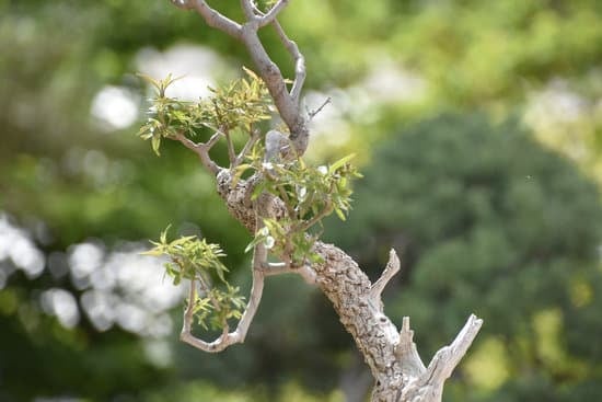 Come Salvare Bonsai Che Ingiallisce Foglie 1 rimedio efficace e veloce