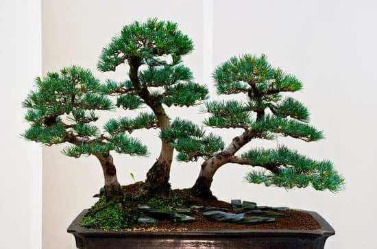 Segui le indicazioni sul COME COLTIVARE BONSAI ACERO per garantire una crescita sana e armoniosa
