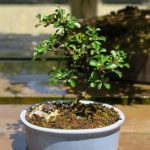 Come Bonsai Stella Di Natale Scopri come curare la tua Stella di Natale come un vero bonsai per mantenerla splendida tutto l'anno
