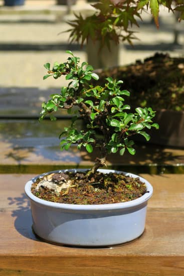 Come Bonsai Stella Di Natale 15 Scopri come curare la tua Stella di Natale come un vero bonsai per mantenerla splendida tutto l'anno