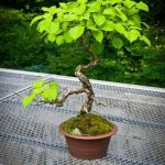 Scopri quando e come annaffiare bonsai per garantire la loro salute e prosperità in ogni stagione
