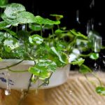 Come Coltivare Pianta Incantatrice Carnivore Bonsai Scopri i segreti per coltivare la tua pianta incantatrice carnivora bonsai con successo