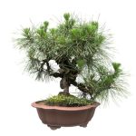 Qual è il momento giusto per potare un bonsai di ulivo Scopri consigli utili per un taglio efficace