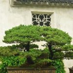 Come Far Diventare Un Alberello Di Pino a Bonsai tecniche, cure e segreti per il successo