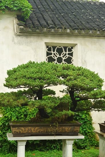 Come Far Diventare Un Alberello Di Pino a Bonsai 1 tecniche, cure e segreti per il successo