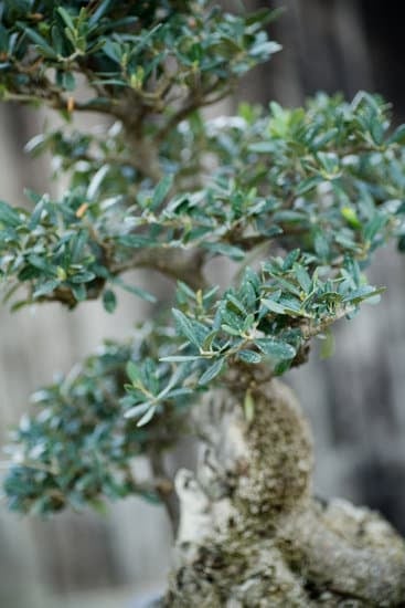 Come Cambiare Vaso a in Bonsai 1 consigli pratici e passo dopo passo