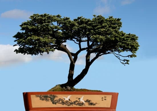 Come Potare Un Fico Bonsai 1 Guida dettagliata su come potare un fico bonsai per favorirne la crescita e la salute