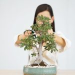 Come Rigenerare Un Bonsai Quasi Morto consigli pratici per una rinascita verde