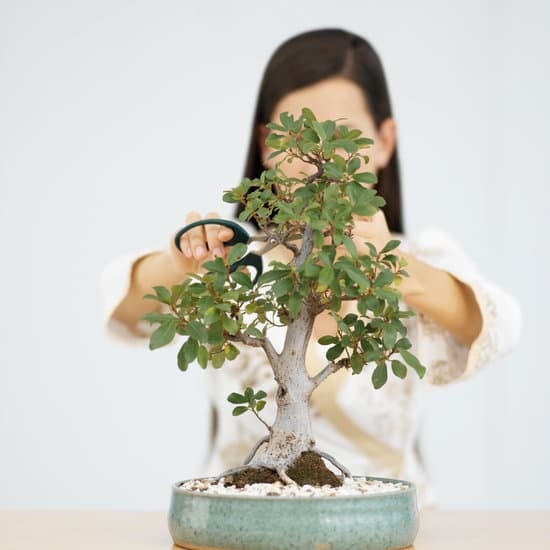 Come Rigenerare Un Bonsai Quasi Morto 1 consigli pratici per una rinascita verde
