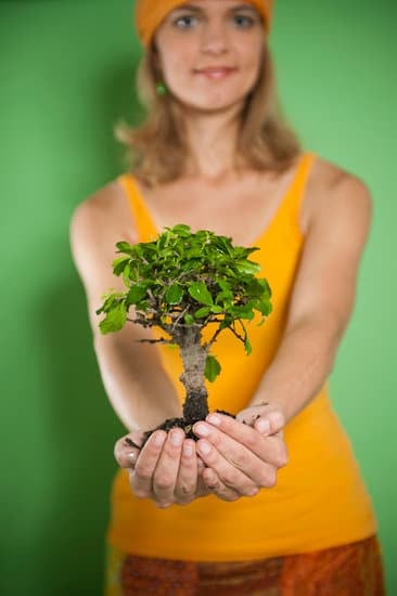 Come Fare Un Quercia Bonsai 1 Creare un quercia bonsai richiede pazienza, cura e conoscenza delle tecniche di potatura e modellatura