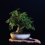 Quale Significato Letterale Della Parola Giapponese Bonsai pianta miniaturizzata