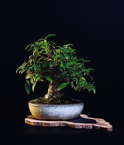Quale Significato Letterale Della Parola Giapponese Bonsai 1 pianta miniaturizzata