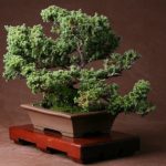 Quante Volte Si Da l'Acqua Al Bonsai Scopri quanti volte si deve dare acqua al bonsai per mantenerlo sano e rigoglioso