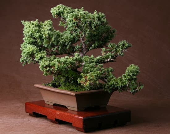 Scopri quanti volte si deve dare acqua al bonsai per mantenerlo sano e rigoglioso