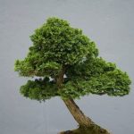 Come Costruire Un Vaso Wasy Car Per Bonsai guida pratica e dettagliata per un risultato sorprendente