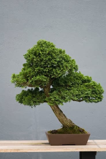 Come Costruire Un Vaso Wasy Car Per Bonsai 1 guida pratica e dettagliata per un risultato sorprendente