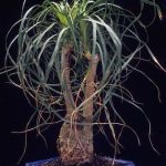 Scopri le migliori caratteristiche dell'acqua per il tuo bonsai. Qualità e purezza per una crescita rigogliosa