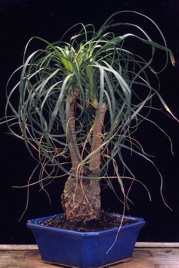 Quale Acqua Bonsai 1 Scopri le migliori caratteristiche dell'acqua per il tuo bonsai. Qualità e purezza per una crescita rigogliosa