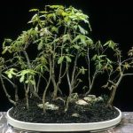 Quando Va Annaffiato Un Bonsai Scopri quando annaffiare un bonsai per mantenerlo sano e rigoglioso tutto l'anno