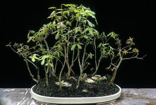 Quando Va Annaffiato Un Bonsai 1 Scopri quando annaffiare un bonsai per mantenerlo sano e rigoglioso tutto l'anno