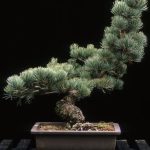 Quanti Anni Per Bonsai Di Un Metro scopri in quanti anni cresce e si sviluppa, curiosità da non perdere