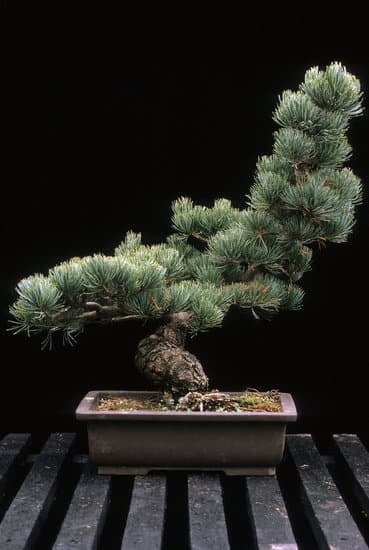 Quanti Anni Per Bonsai Di Un Metro 1 scopri in quanti anni cresce e si sviluppa, curiosità da non perdere