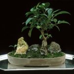 Come Curare Un Bonsai Di Acero Rosso posizione, innaffiatura e potatura corrette per garantire la salute della pianta