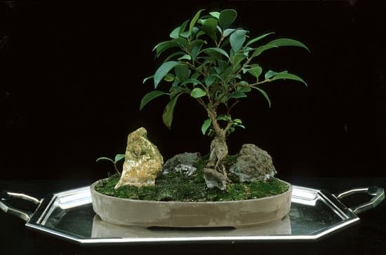Come Curare Un Bonsai Di Acero Rosso 1 posizione, innaffiatura e potatura corrette per garantire la salute della pianta