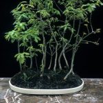 Scopri quando potare il bonsai Ginseng per favorirne la crescita e la bellezza del fogliame