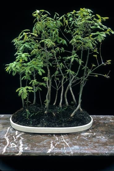 Scopri quando potare il bonsai Ginseng per favorirne la crescita e la bellezza del fogliame