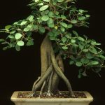 Segui i consigli per la cura del Ficus Bonsai Ginseng e mantienilo in salute con attenzione e amore