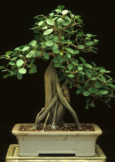 Segui i consigli per la cura del Ficus Bonsai Ginseng e mantienilo in salute con attenzione e amore