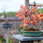 Come Fare Un Bonsai Di Glicine Guida passo passo su come fare un bellissimo bonsai di glicine in casa