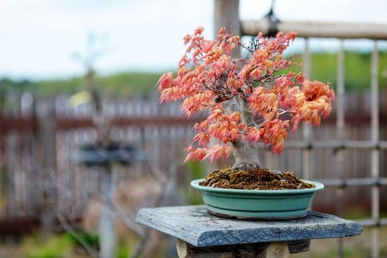 Come Fare Un Bonsai Di Glicine 1 Guida passo passo su come fare un bellissimo bonsai di glicine in casa