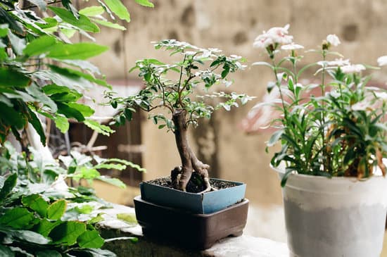 Dove Tenere Un Bonsai 1 balcone, giardino, terrazza, per garantire la sua crescita ottimale