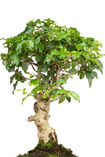 Quante Figlie Ha Un Bonsai 1 Scopri quante figlie ha un bonsai con una guida dettagliata e completa