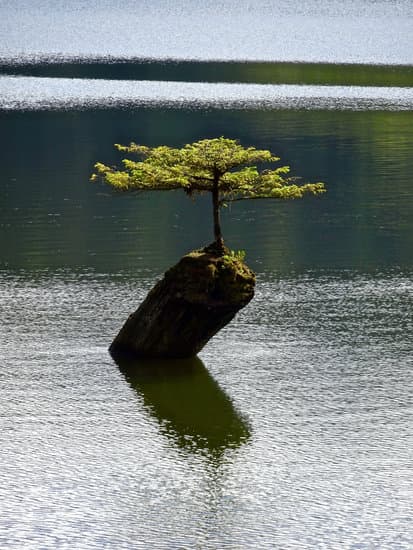 Come Coltivare Bonsai Acero Rosso 1 consigli, cure e tecniche speciali