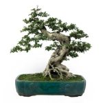 Scopri come e quando potare i bonsai per mantenerli sani e fiorire al meglio