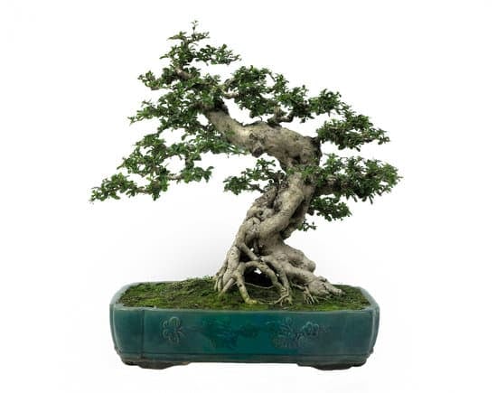 Scopri come e quando potare i bonsai per mantenerli sani e fiorire al meglio