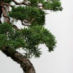 Quando Concimare Olivo Bonsai Scopri quando concimare il tuo olivo bonsai per favorire la sua crescita e mantenere la salute delle foglie