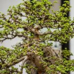 Scopri come e quando potare i bonsai ginseng per mantenerli sani e ben curati