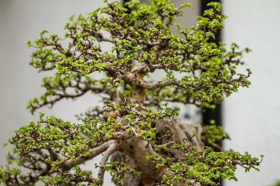 Come E Quando Potare I Bonsai Ginseng 1 Scopri come e quando potare i bonsai ginseng per mantenerli sani e ben curati