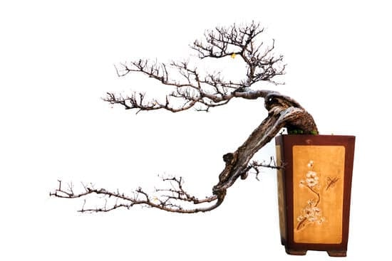 Come Riconiscere Un Bonsai 17 foglie piccole, tronco curvo e dimensioni ridotte, sono segnali distintivi