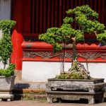 Come Fare Un Bonsai Di Giuggiolo dalla potatura alla cura quotidiana