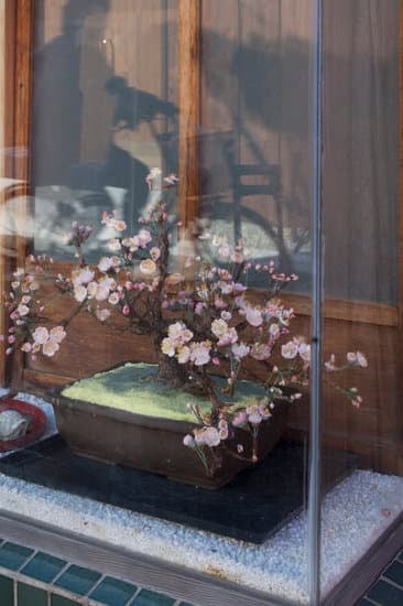 Scopri dove comprare a Boltiere bonsai di alta qualità per il tuo giardino zen