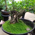 Qual E' Il Significato Di Bonsai arte millenaria giapponese delle piante in miniatura, simbolo di equilibrio e armonia