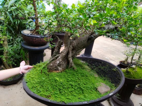 Qual E' Il Significato Di Bonsai 1 arte millenaria giapponese delle piante in miniatura, simbolo di equilibrio e armonia