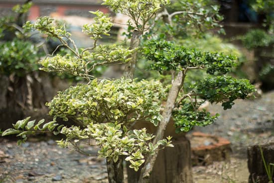 - Scopri quando e come potare il bonsai attraverso semplici guide e video tutorial