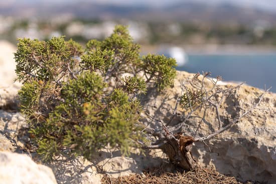 cura, potatura e posizione ideale per la crescita